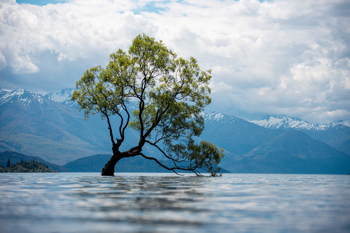 Old tree by a lake with snow-covered mountains on a cloudy day